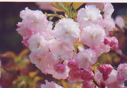 bunga sakura