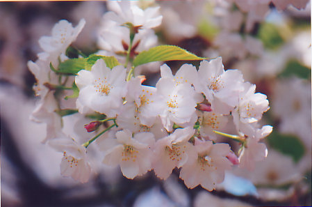 bunga sakura